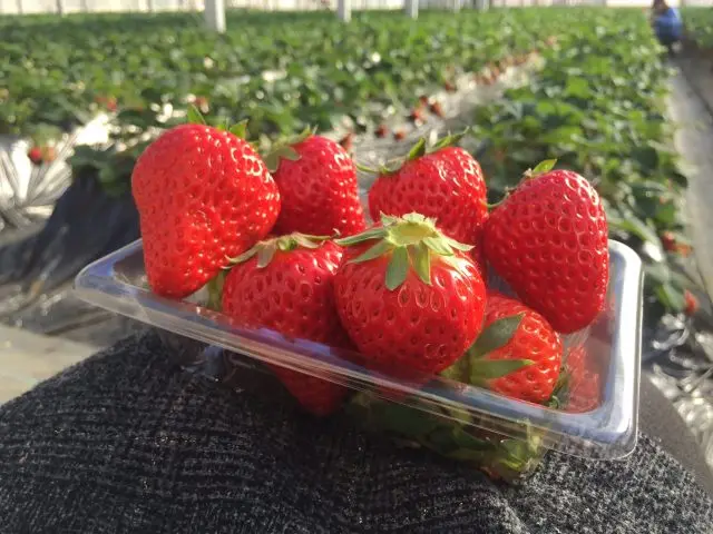 Strawberry picking is typically available from mid-December to mid-June.