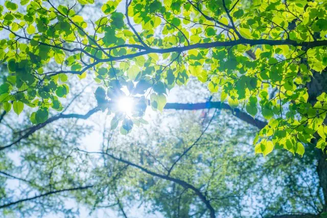 在初夏的上高地，欣赏青翠欲滴的树木与蓝天白云相互映衬的美丽景致