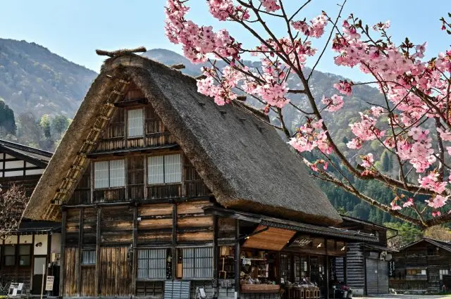 被櫻花裝點的合掌造村落