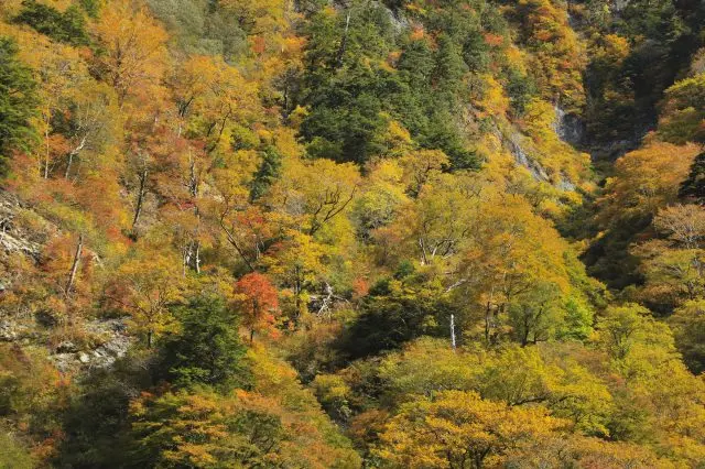 紅葉裝點的黑部峽谷景觀美麗迷人
