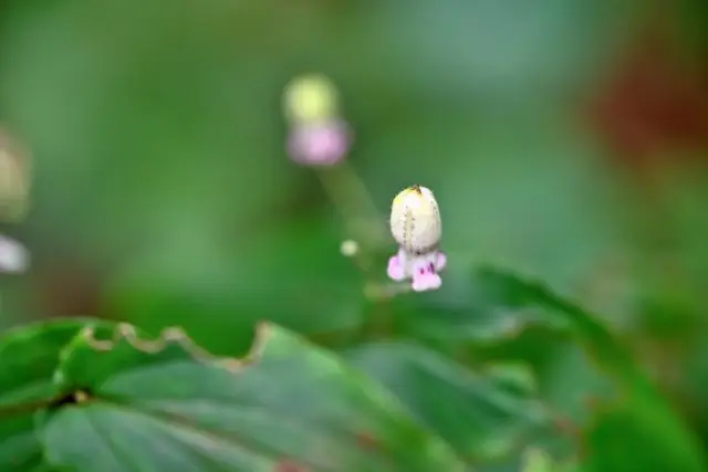 Take time to observe the flowers and grasses blooming along the trail.