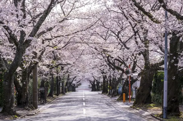 綿延3公里的櫻花隧道蔚為壯觀