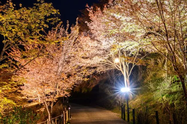 樱花与闪烁在夜空下的灯光交相辉映，将吉野山笼罩在神奇又梦幻的氛围中