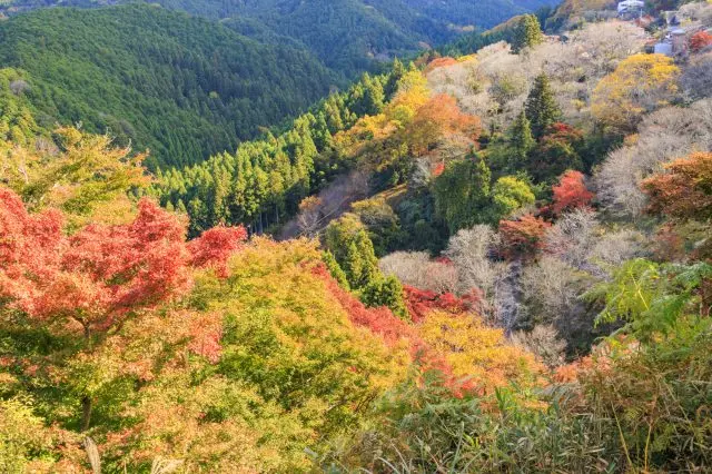 枫叶给吉野山披上绚丽多彩的锦缎