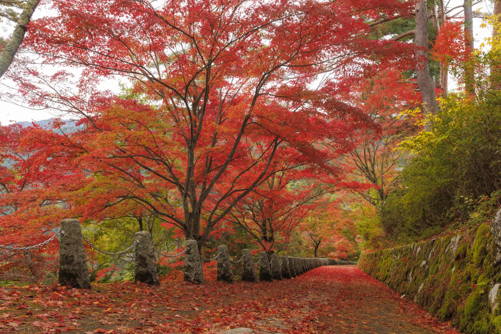 Oku Senbon in Yoshinoyama (Takagiyama Observatory), known for its beautiful autumn leaves