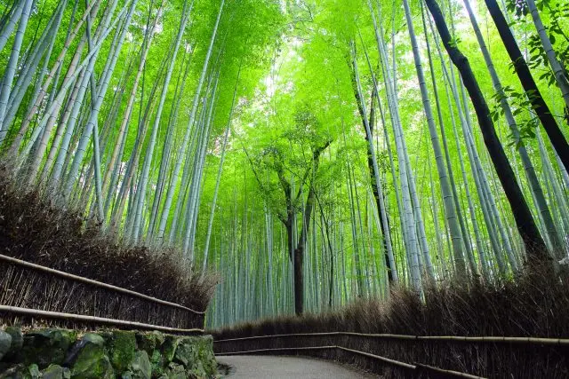在嵯峨野竹林小径上，郁郁葱葱的竹林遮天蔽日，是代表京都的地标型景点