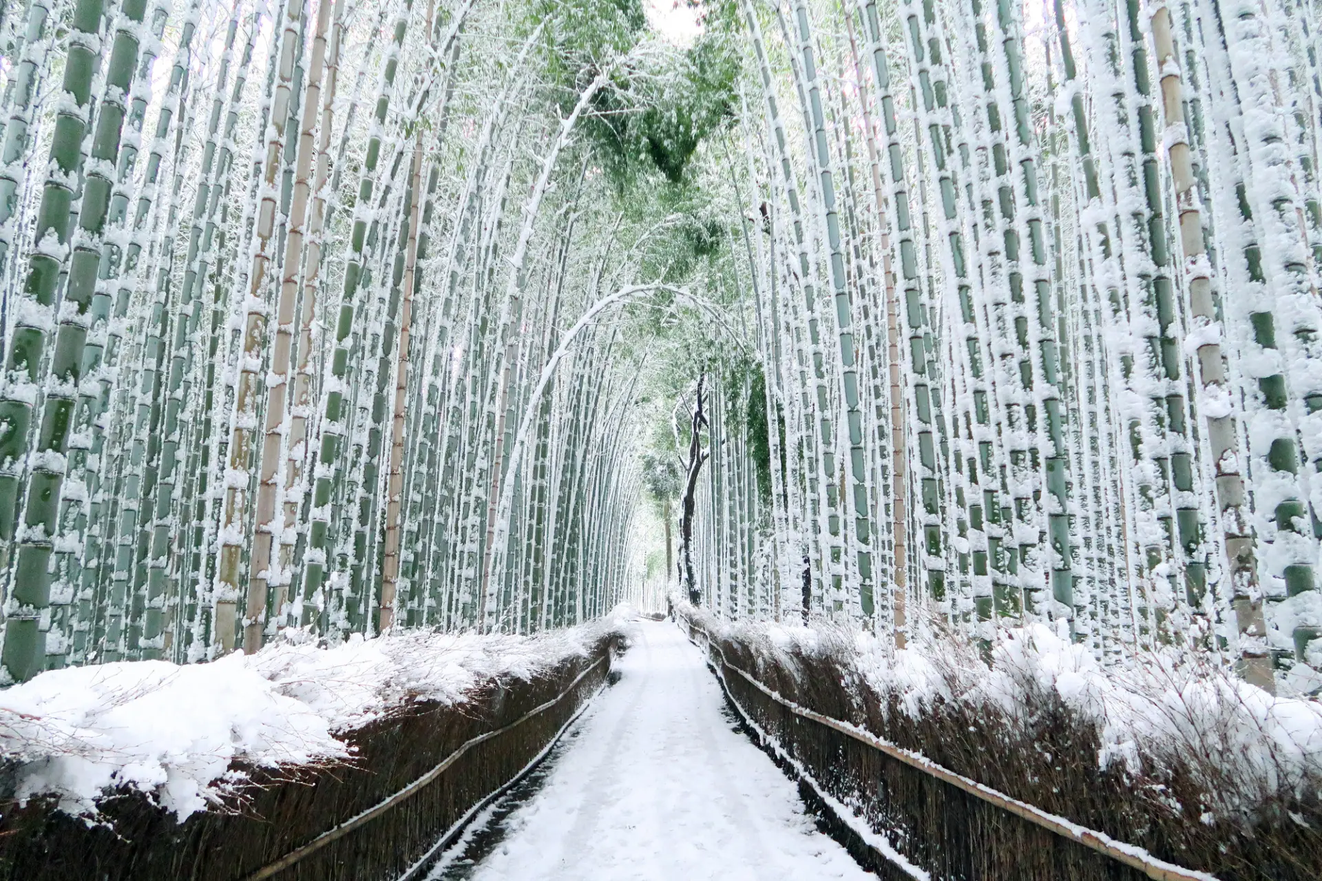 雪に包まれた竹林の小径に広がる幻想的な風景