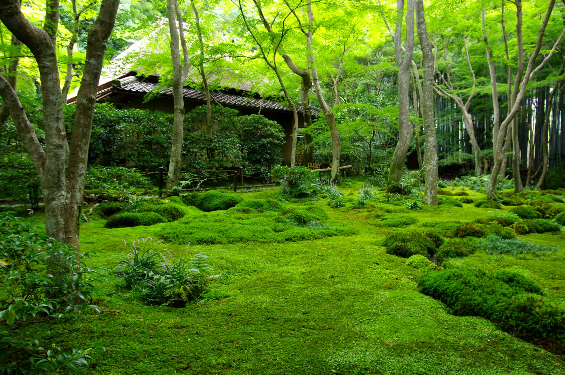 鮮やかな緑の苔に包まれた美しい寺院