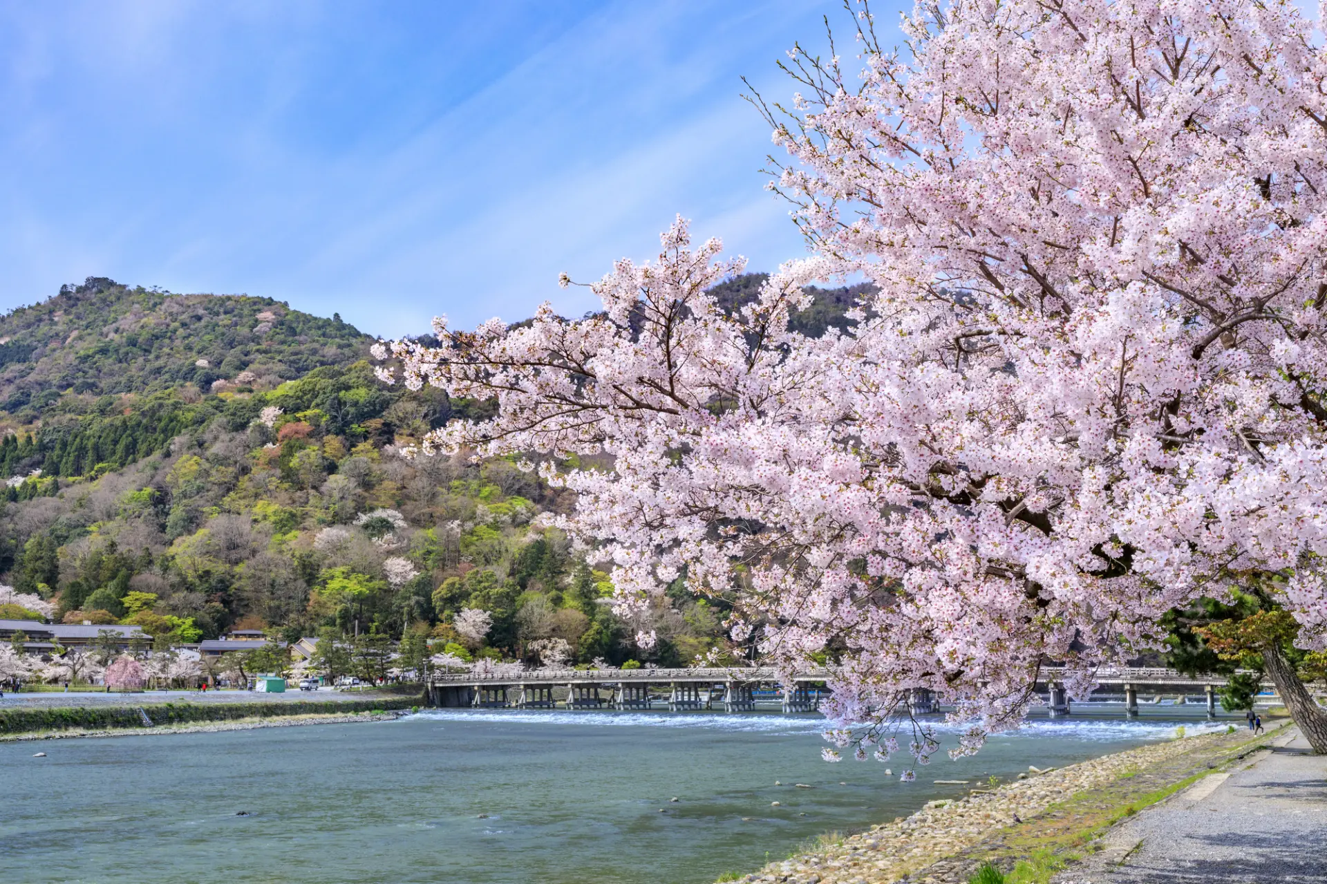 満開の桜越しに望む渡月橋と嵐山の山並み