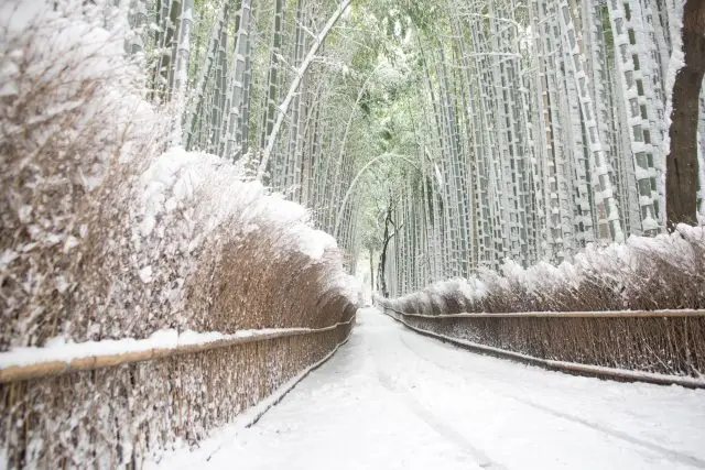 Along the trail, tens of thousands of bamboo grows.