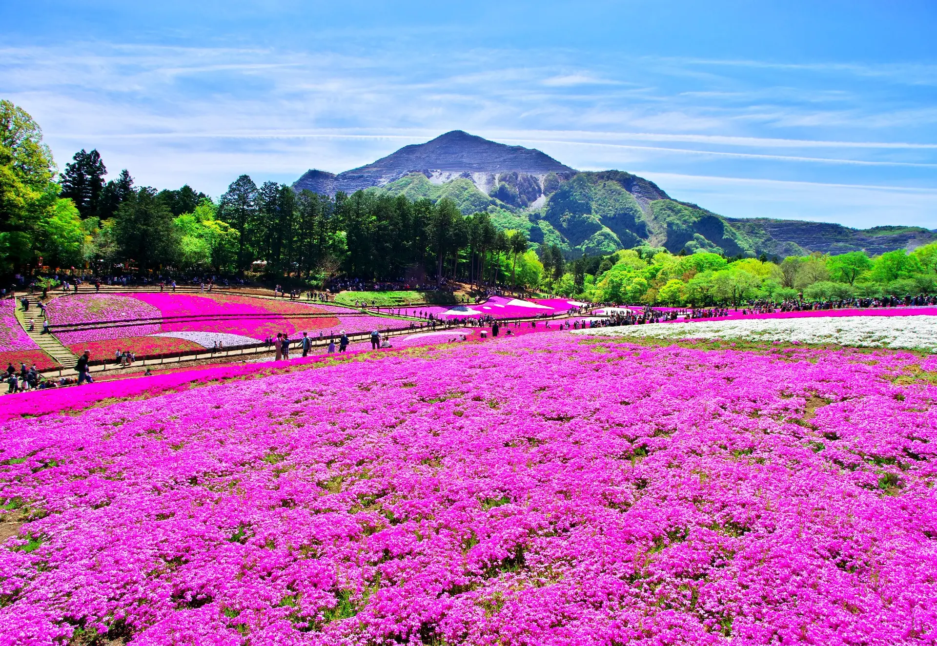 芝桜が織りなす可憐な絨毯の回廊