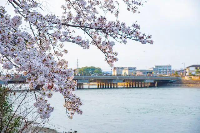 在欣賞櫻花的同時感受充滿風雅情趣的氛圍