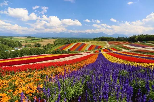 【超嚴選】富良野必去景點10選！北海道最美的田園風光就是這裡了～