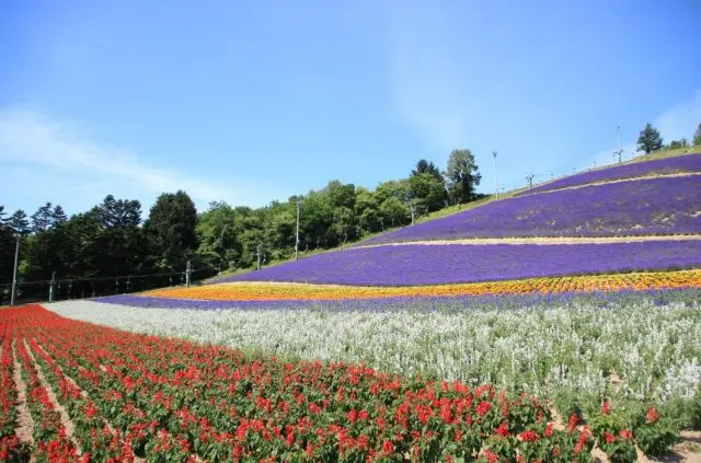 乘座觀光纜車，登上有著繽紛花田與雄偉景致的山頂