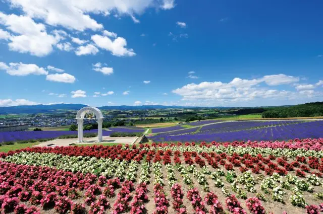 以渲染整片山丘的薰衣草花田和廣受情侶喜愛的景點而聞名的公園