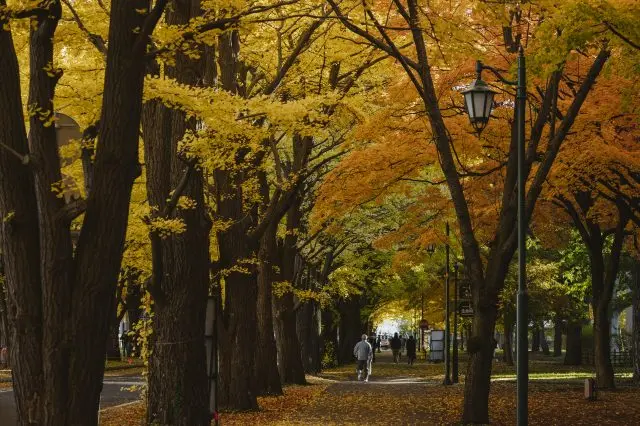 札幌の街の中心部に、東京ドーム約38個分の美しい緑豊かなキャンパスが広がる
