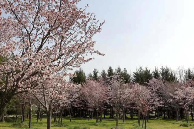 可以欣賞到姿態各異的多種櫻花