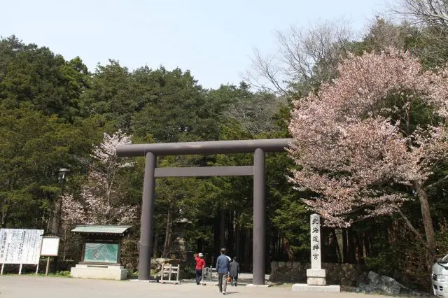 神社境內隨處可見迷人的櫻花美景