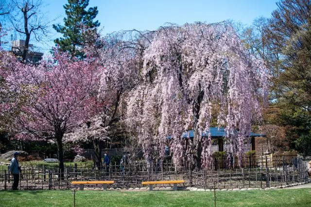 可以感受日本風情的枝垂櫻