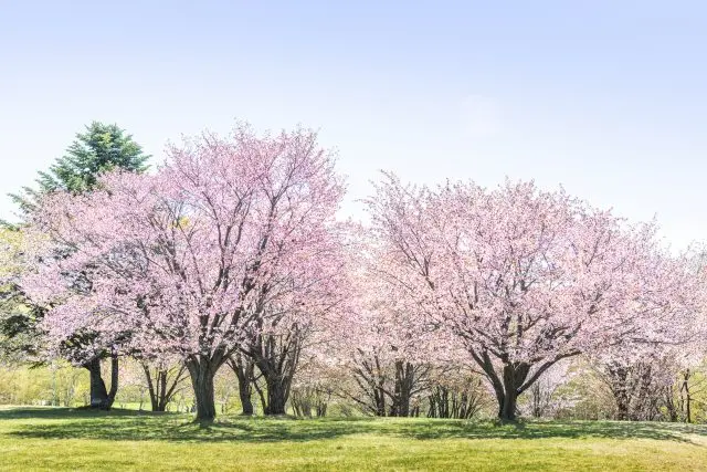 バリエーション豊かな景観が魅力！札幌の人気お花見スポット7選