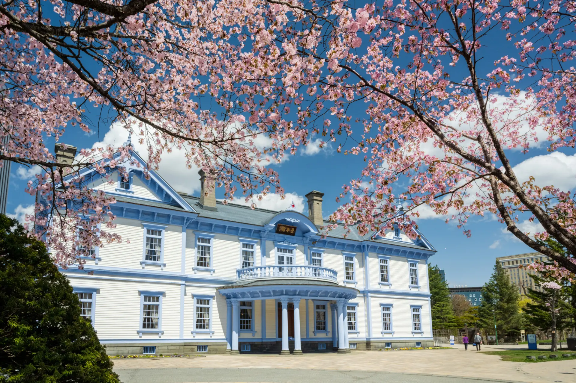 豐平館的白色外牆與櫻花形成美麗的對比