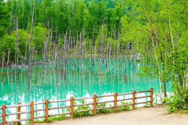 與新綠相互輝映十分迷人