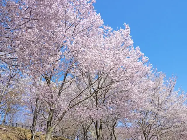 可以一邊賞櫻，一邊觀看動物，是帶孩子舉家出遊的理想場所