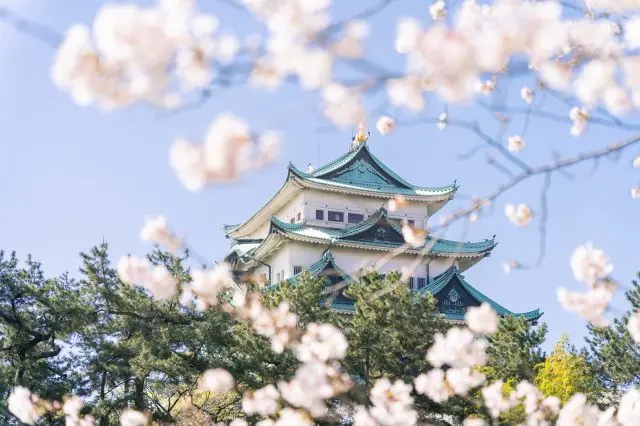櫻花與「名古屋城」的絕美景致不容錯過