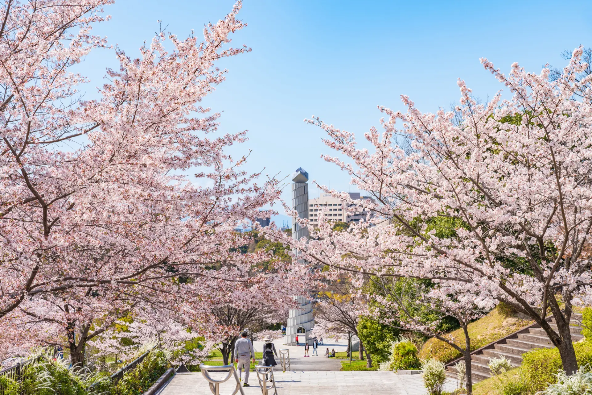 桜咲く自然豊かな風景を堪能！名古屋の人気お花見スポット8選 | GOOD 