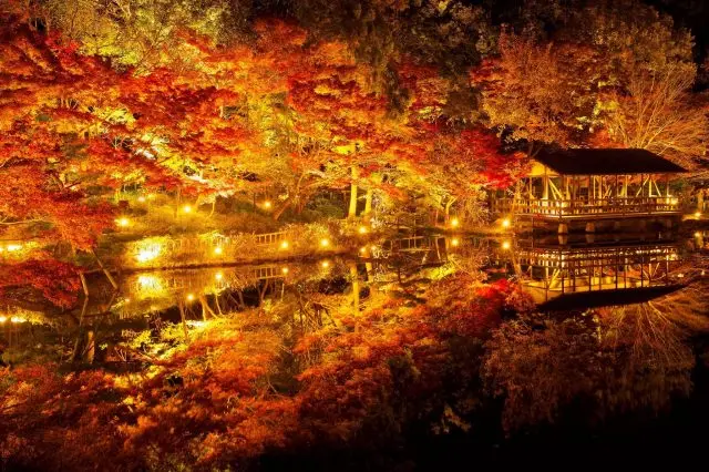 環繞在奧池周圍的紅葉在燈光映照下格外美麗