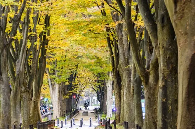 沿著仙台街道的金色櫸樹並木漫步遊覽