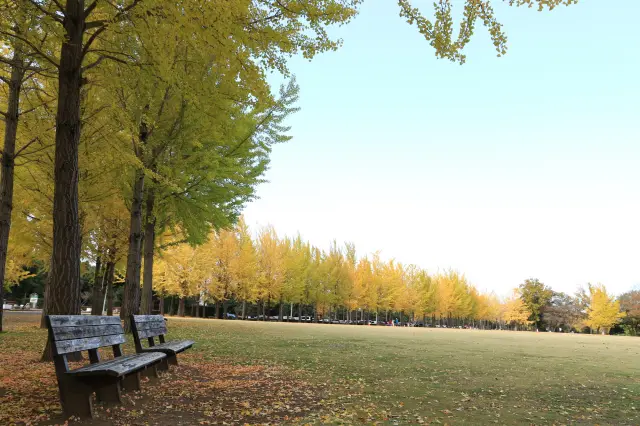 除了庭園楓紅，遼闊的園內廣場還被金黃色的銀杏所環抱