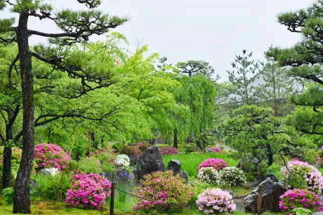 在開滿杜鵑花等初夏花卉的庭園裡悠閒散步