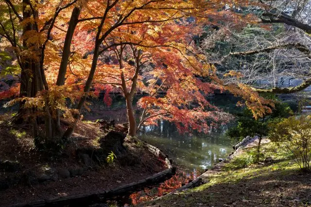 A Japanese garden flooded with the colors of autumn leaves.