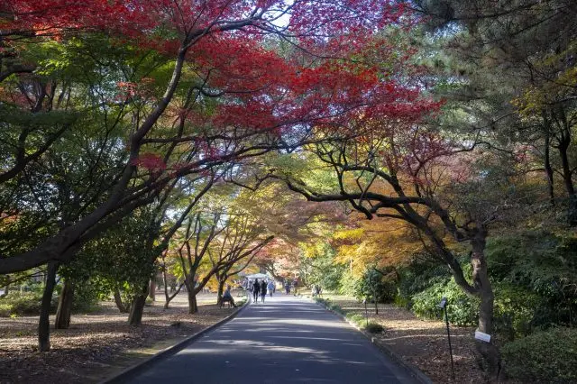 Stroll through a tunnel of autumn leaves and the full splendor of the season.