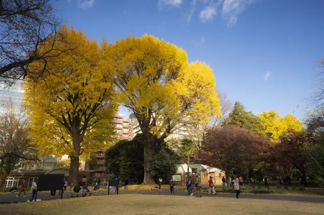 Ginkgo trees near Shinjuku Gate turning a golden hue.