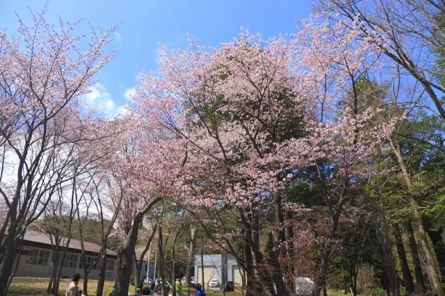 欣賞比一般櫻花顏色更深的蝦夷山櫻花