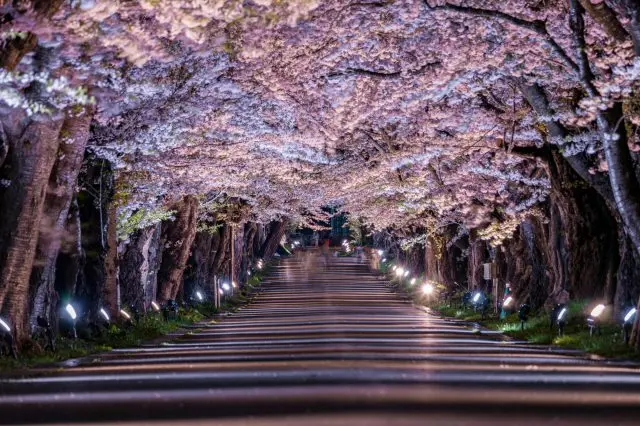 北海道函館　松前藩戸的櫻花並木