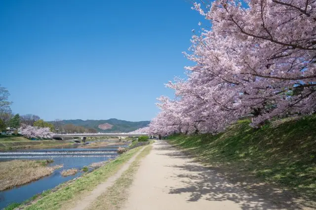 沿著河邊的櫻花並木道漫步賞櫻