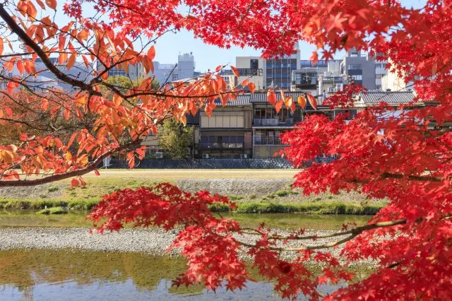 秋季樹木轉紅的鴨川河畔美不勝收