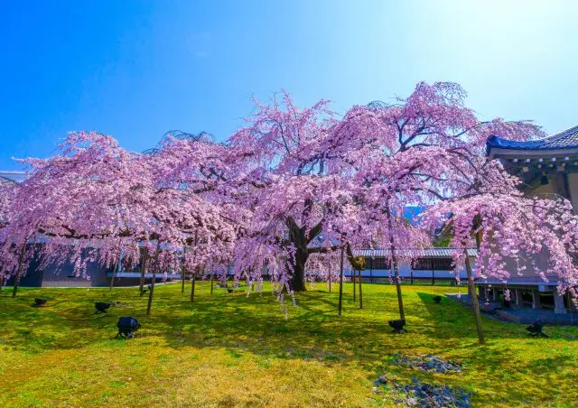 優雅且充滿生命力的太閣枝垂櫻