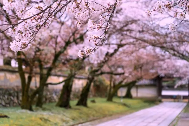 漫步於櫻花爛漫的寺院境內，享受迷人的春日風情吧