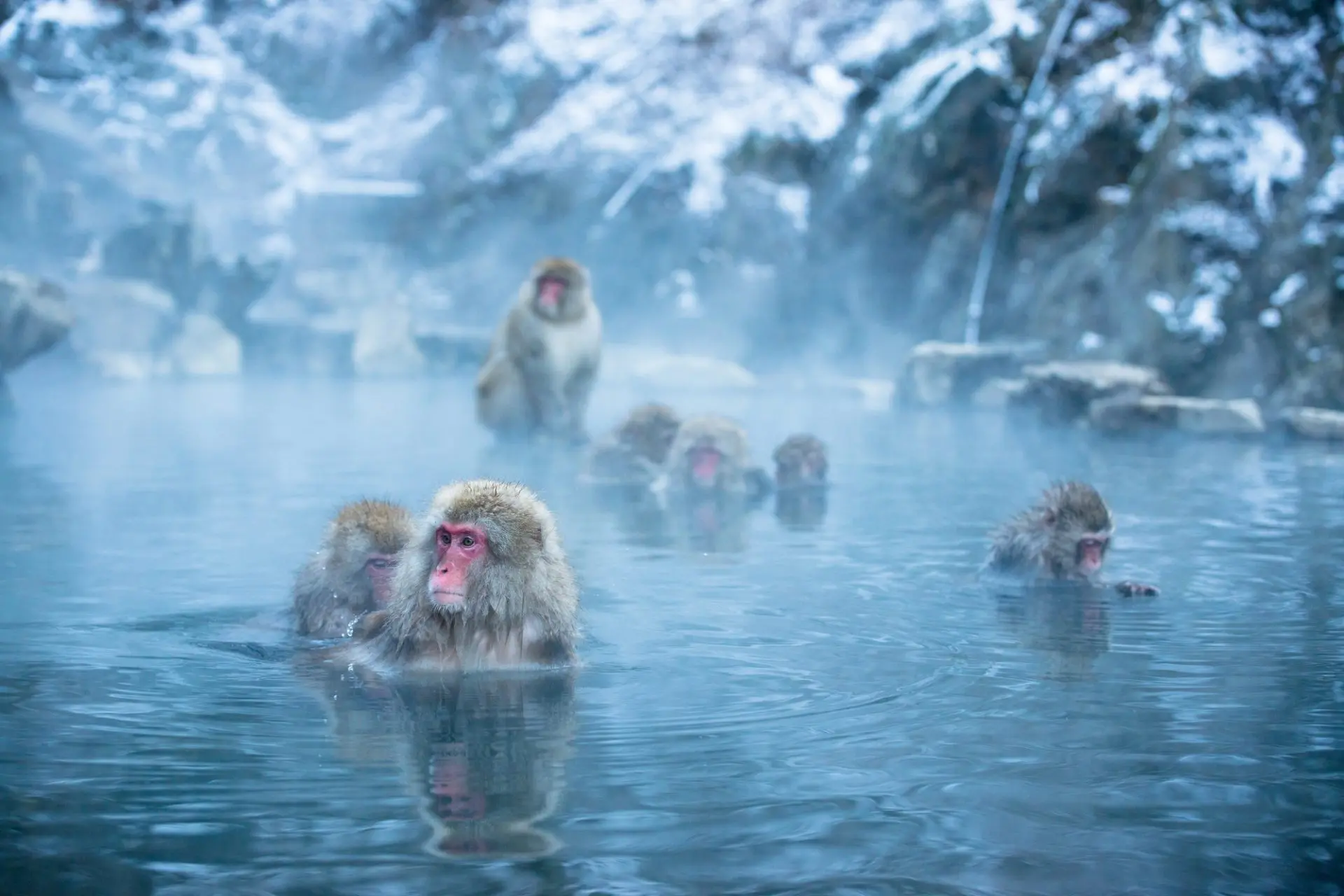 jigokudani yaen kōen