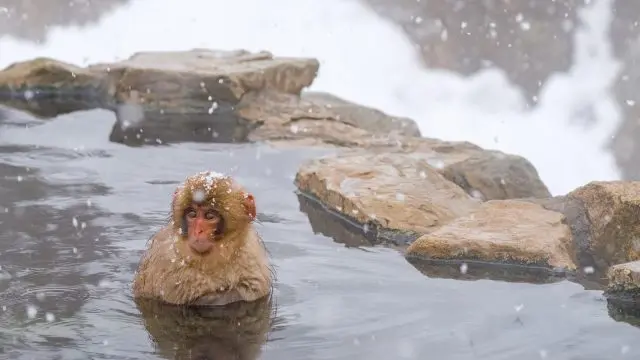 细细观察地狱谷野猿公苑的明星——雪猴