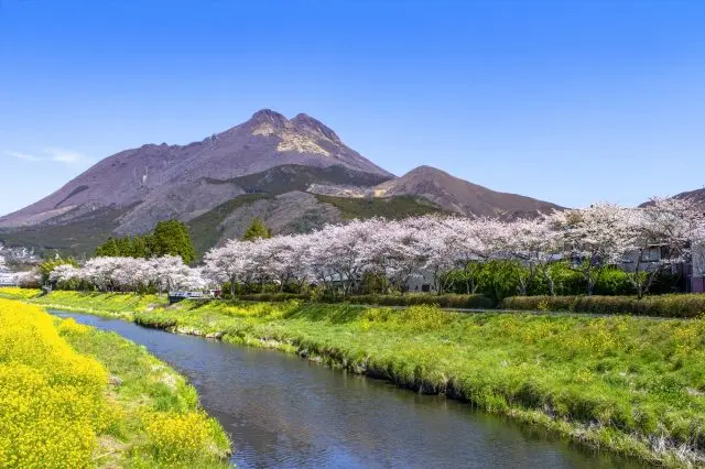 春天能欣赏大分川沿岸樱花树与油菜花的同框美景