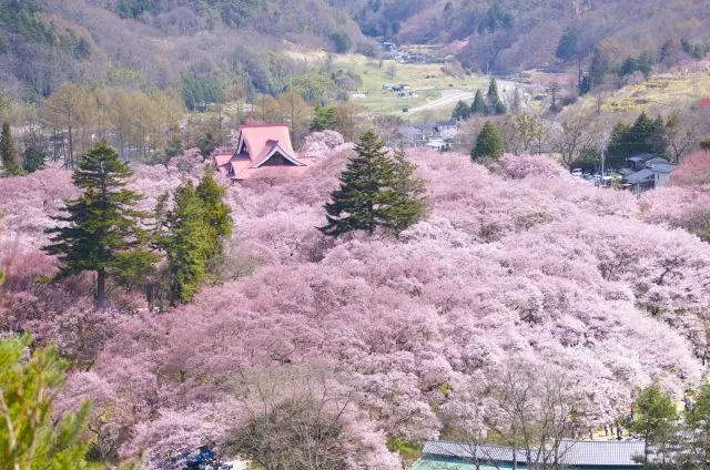 Cherry Blossoms at Takato Castle Ruins Park