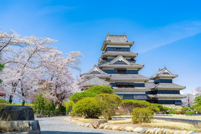 The collaboration of Matsumoto Castle and cherry blossoms.