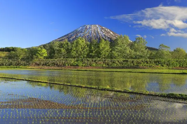This mountain that looks like Mt. Fuji is nicknamed Ezo Fuji. It is a symbol of the Niseko Area.