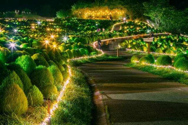 掃帚草與燈光交織而成的夢幻夏夜