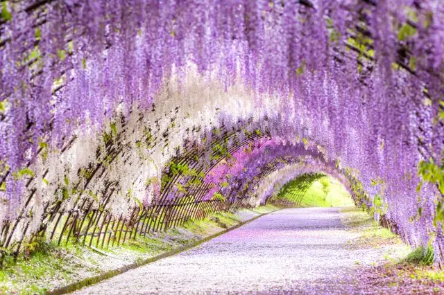 A Spring Guide to the Best of Kitakyushu: Leap into Spring with the Flowers of Kitakyushu City